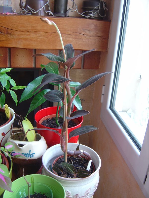Ludisia discolor: Orchidée terrestre = Liens et ma plante 120215110028273949445068