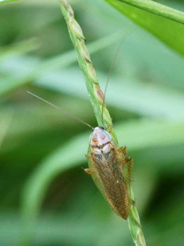 DSC04626R1-b271-080r49.3 - Ectobius sp. (blatte) [Blattellidae - DictyoptÃ¨res - Insectes] - adulte (L 12 mm) sur graminÃ©e