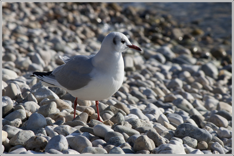 Une mouette 1202201107321272809465574