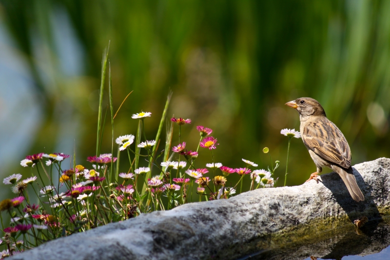 Rien qu'un petit oiseau.. 120224073702846969485911