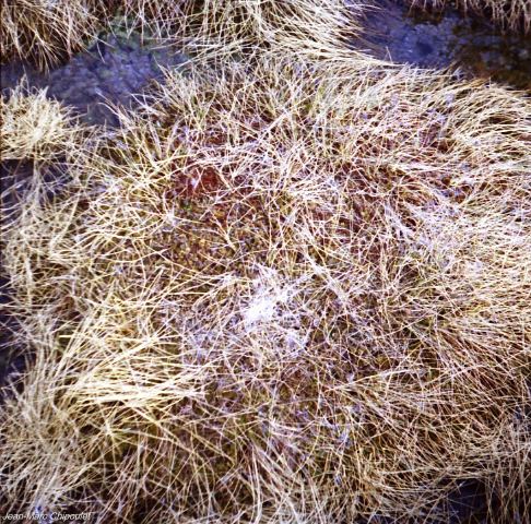 tourbiredeprazrodet5[2]