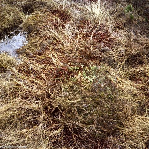 tourbiredeprazrodet6[1]