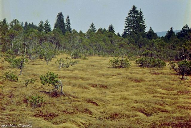 tourbiredeprazrodet8[1]