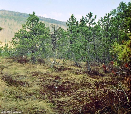 tourbiredesrousses2[1]