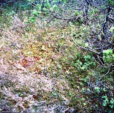 tourbiredesrousses11[1]