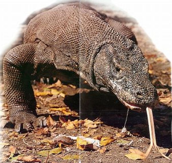 varan