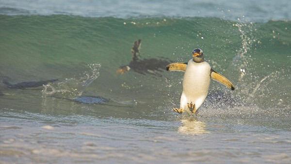 pingouin surfeur