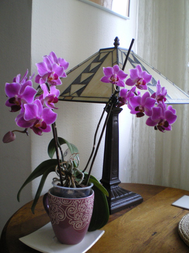 Phalaenopsis "Petit Violet" 17021810570320151714854588
