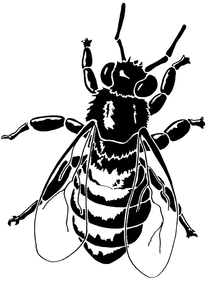 little-bee