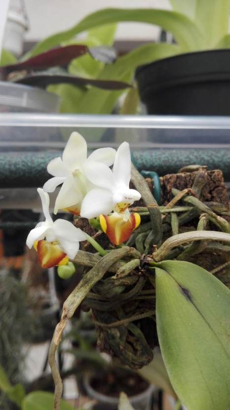 Phalaenopsis lobbii f. flava 17022811021215993614880685