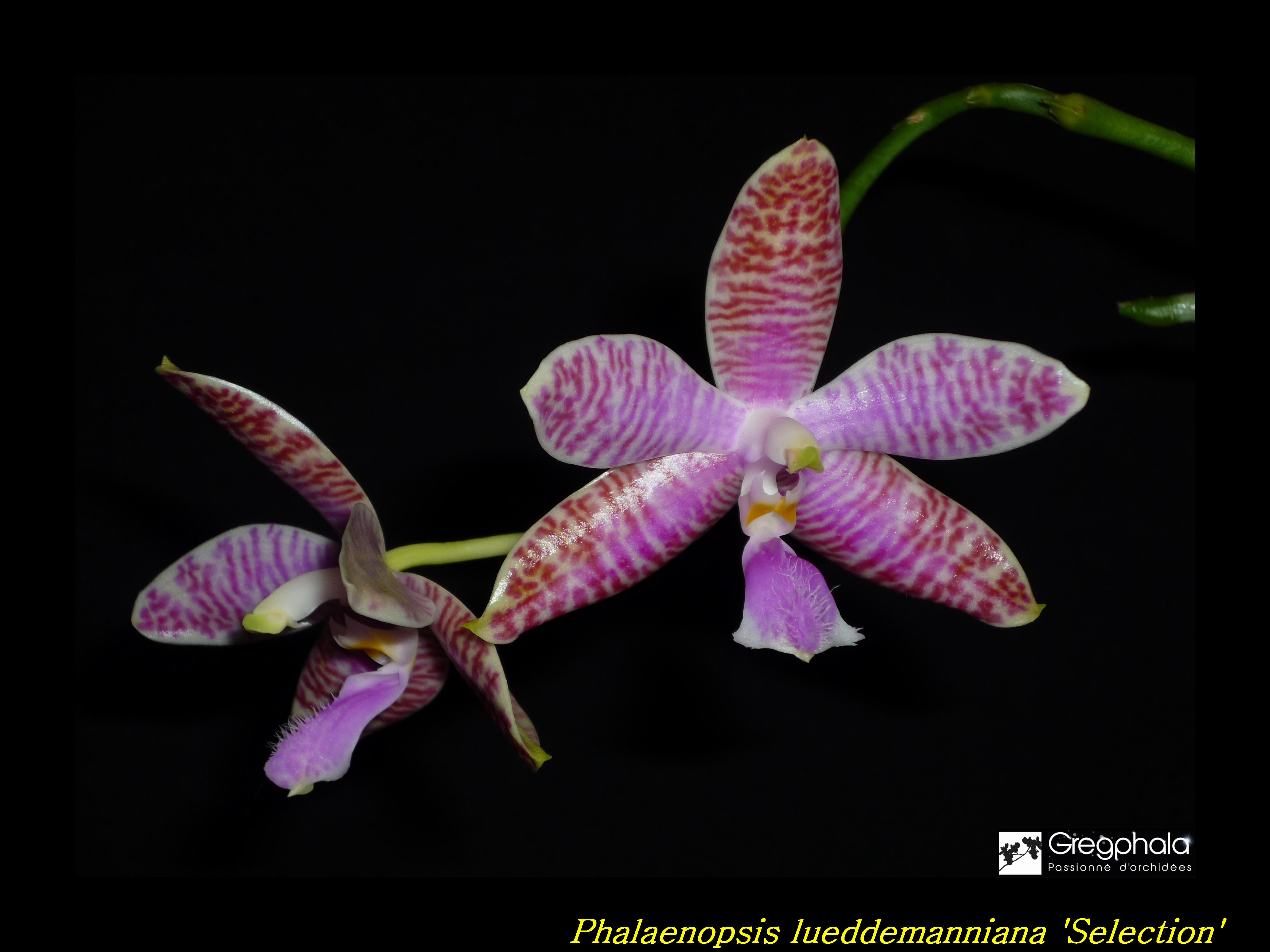 Phalaenopsis lueddemanniana Selection 17030505234817991314893231