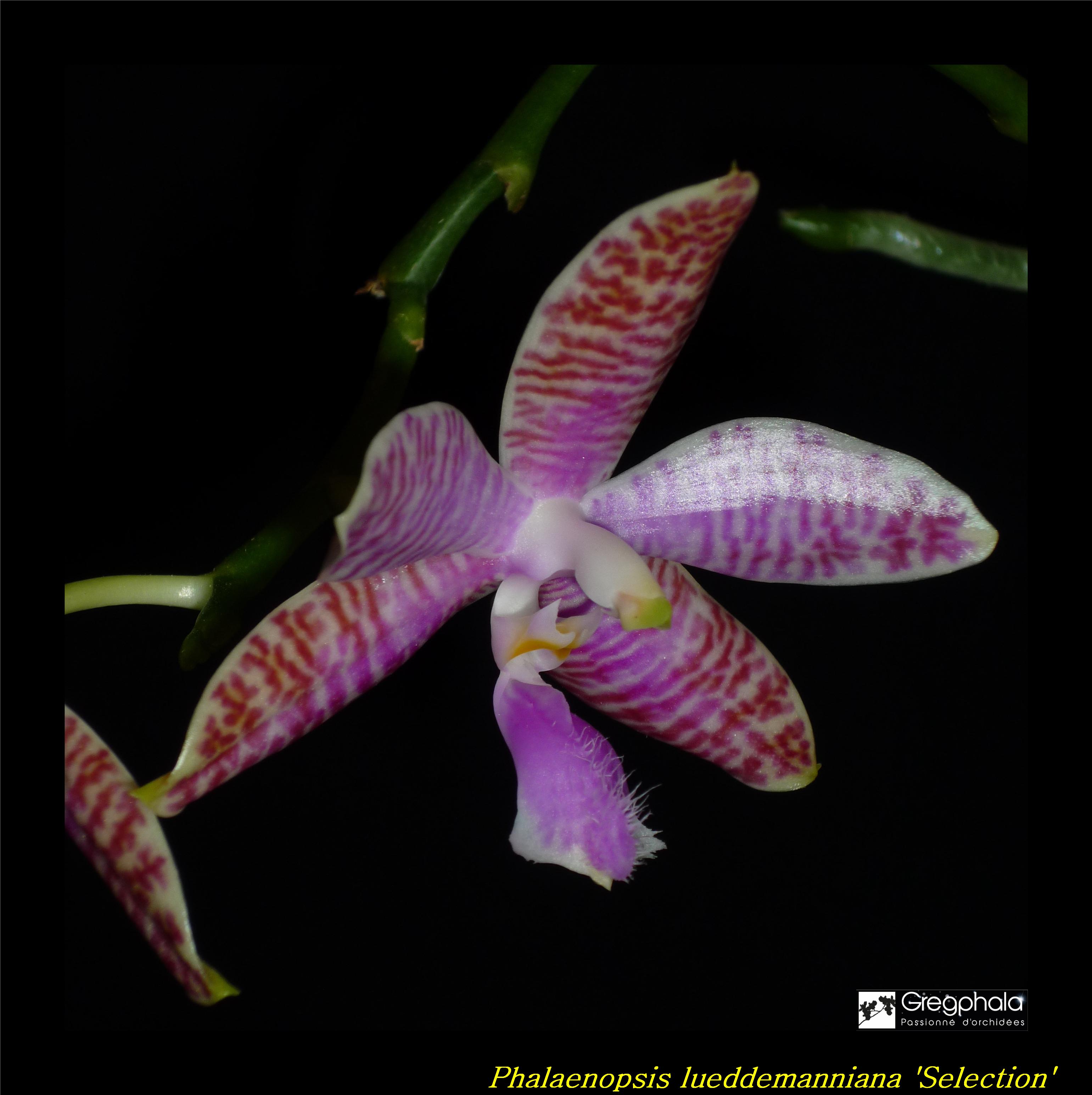 Phalaenopsis lueddemanniana Selection 17030505235517991314893233