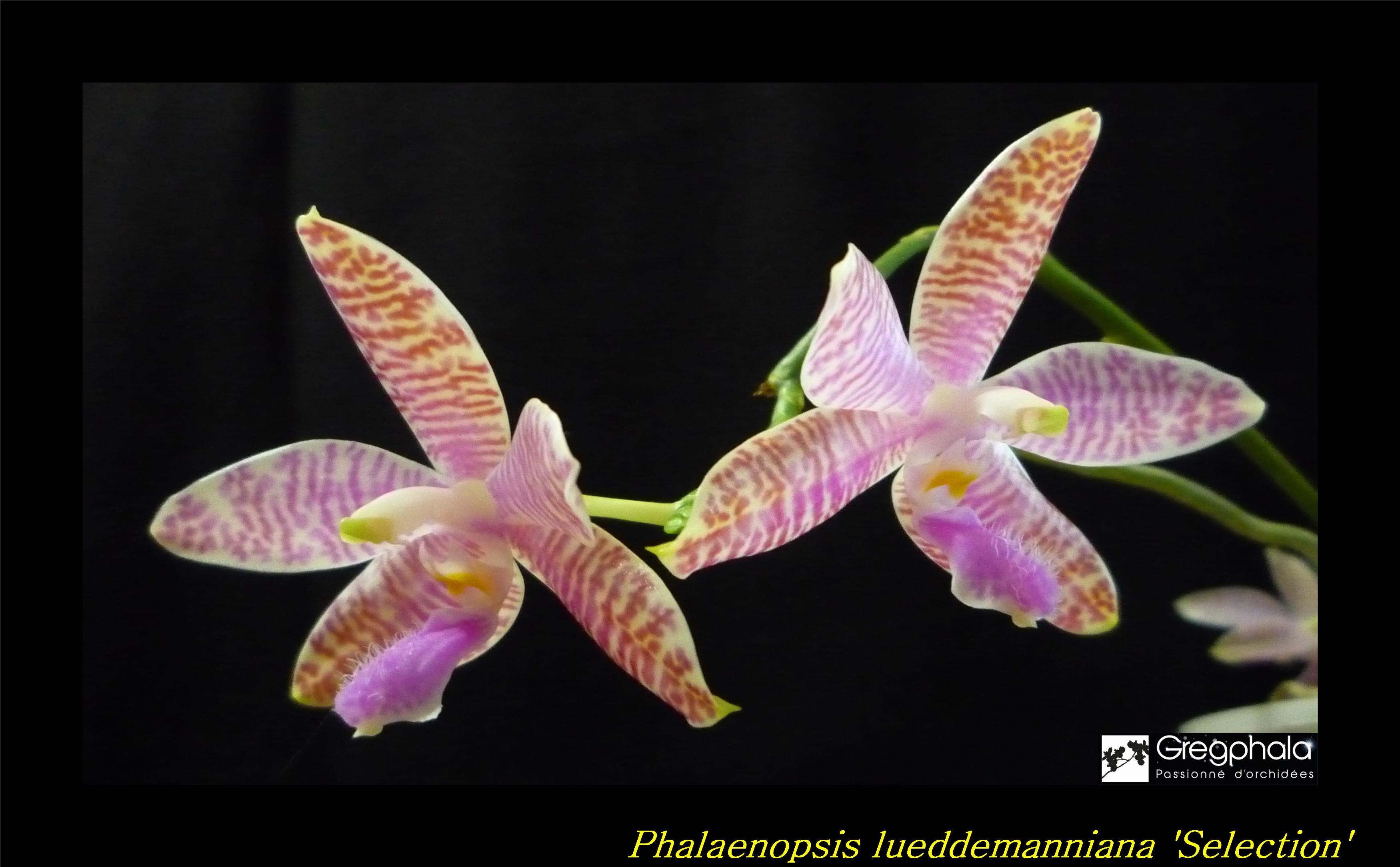 Phalaenopsis lueddemanniana Selection 17030505240217991314893234