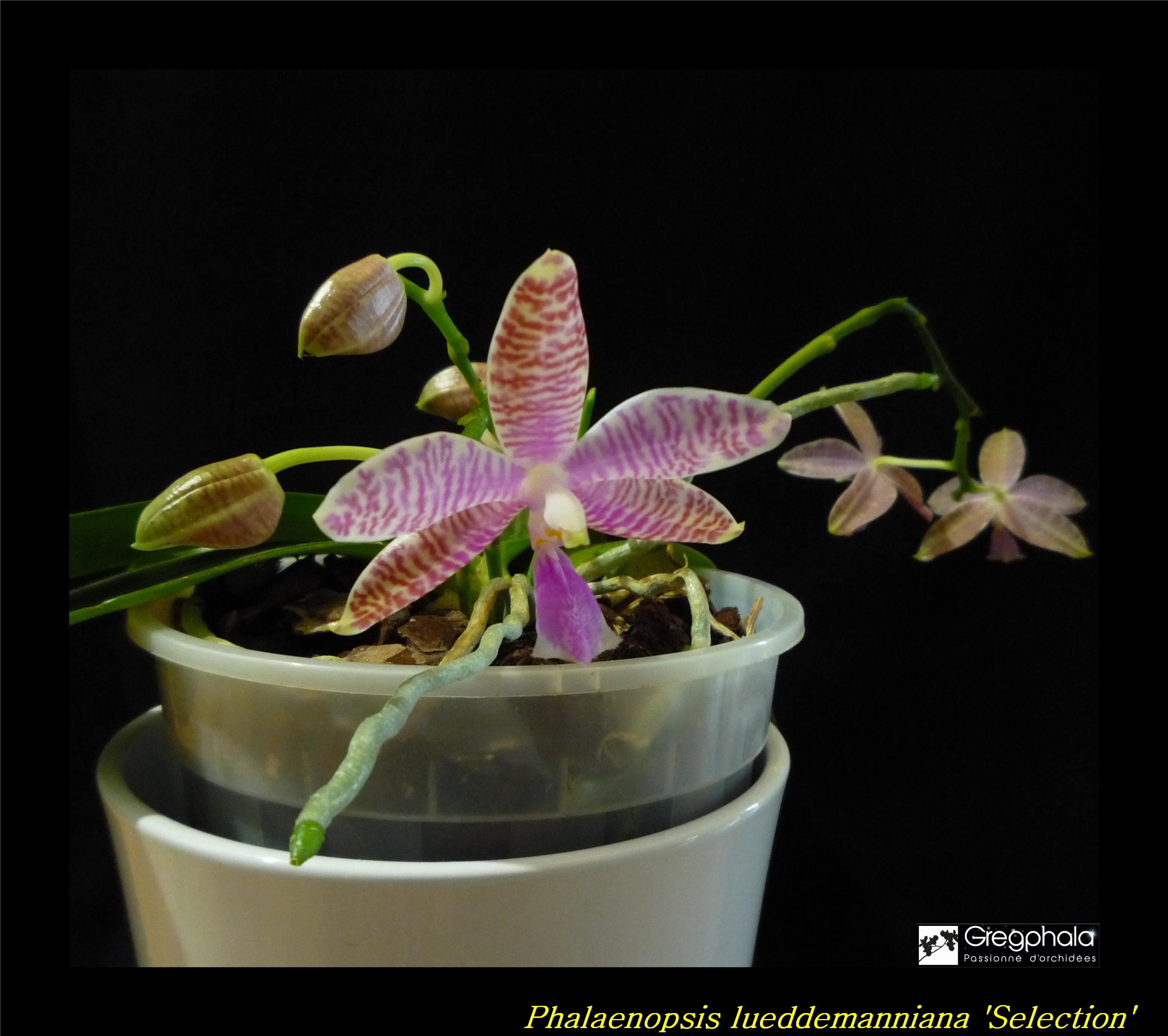 Phalaenopsis lueddemanniana Selection 17030505241017991314893235