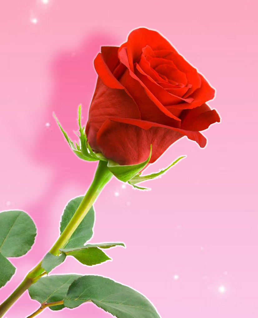 rose1