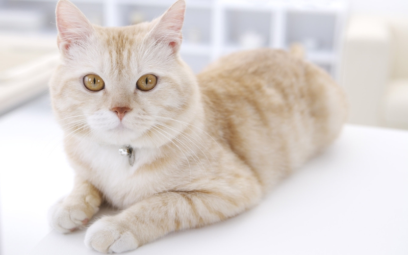 chat chat