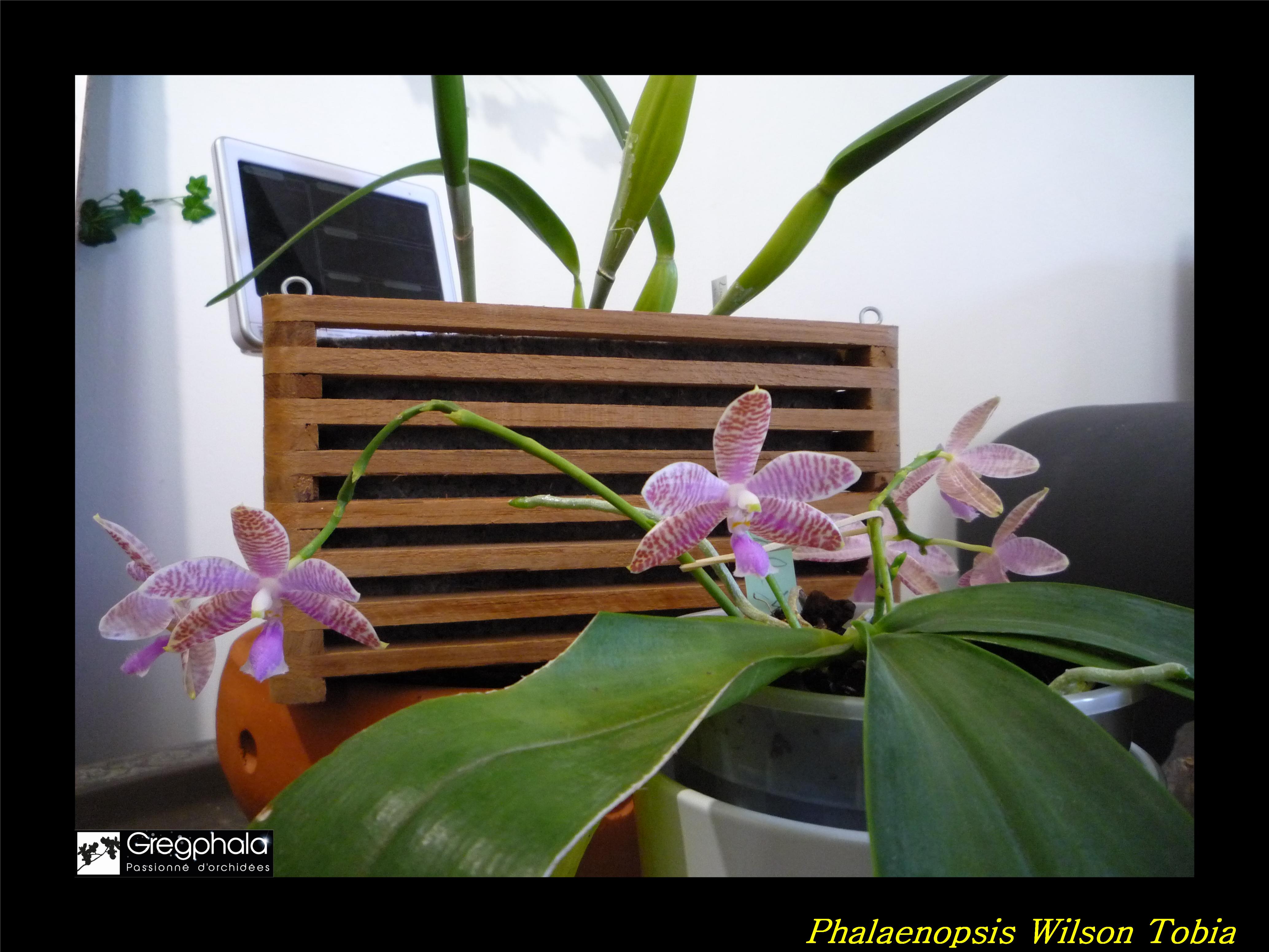 Phalaenopsis lueddemanniana Selection 17031003064817991314908166