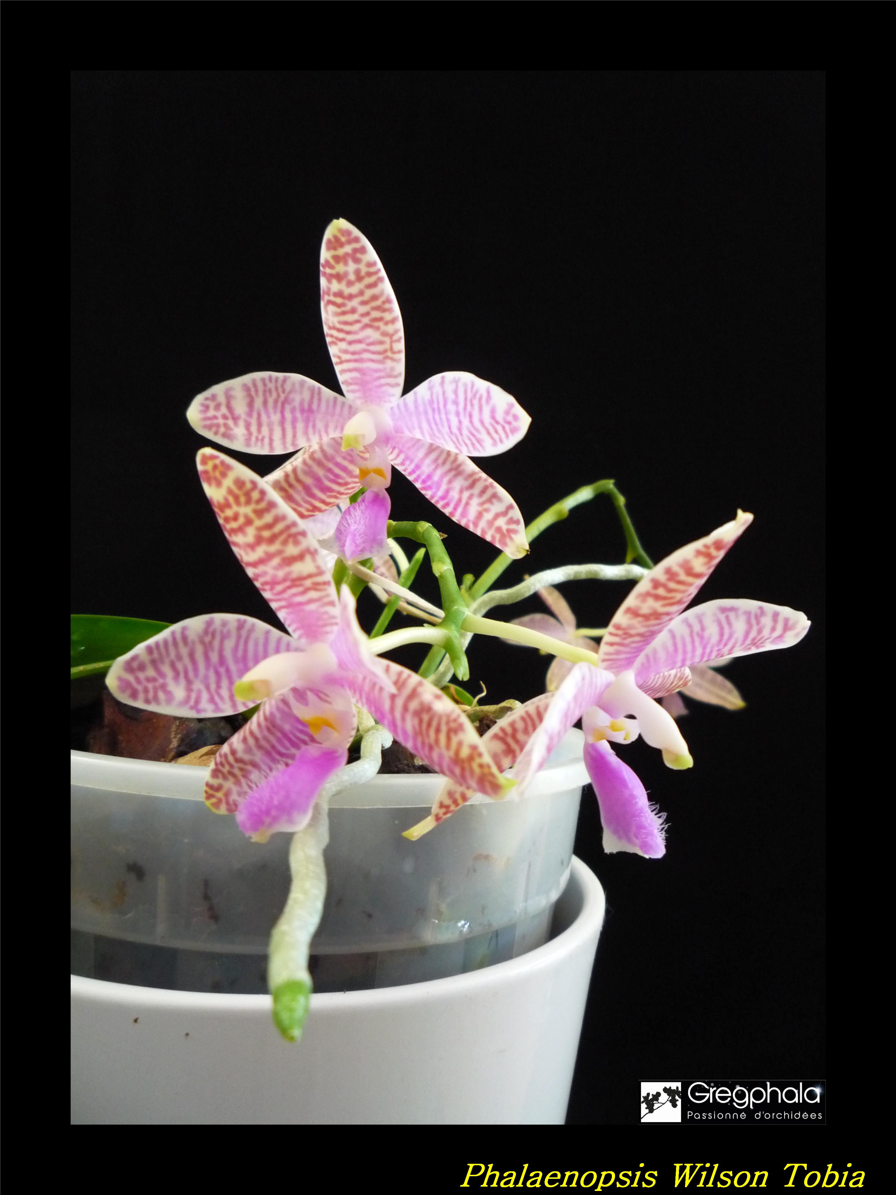 Phalaenopsis lueddemanniana Selection 17031003070017991314908167