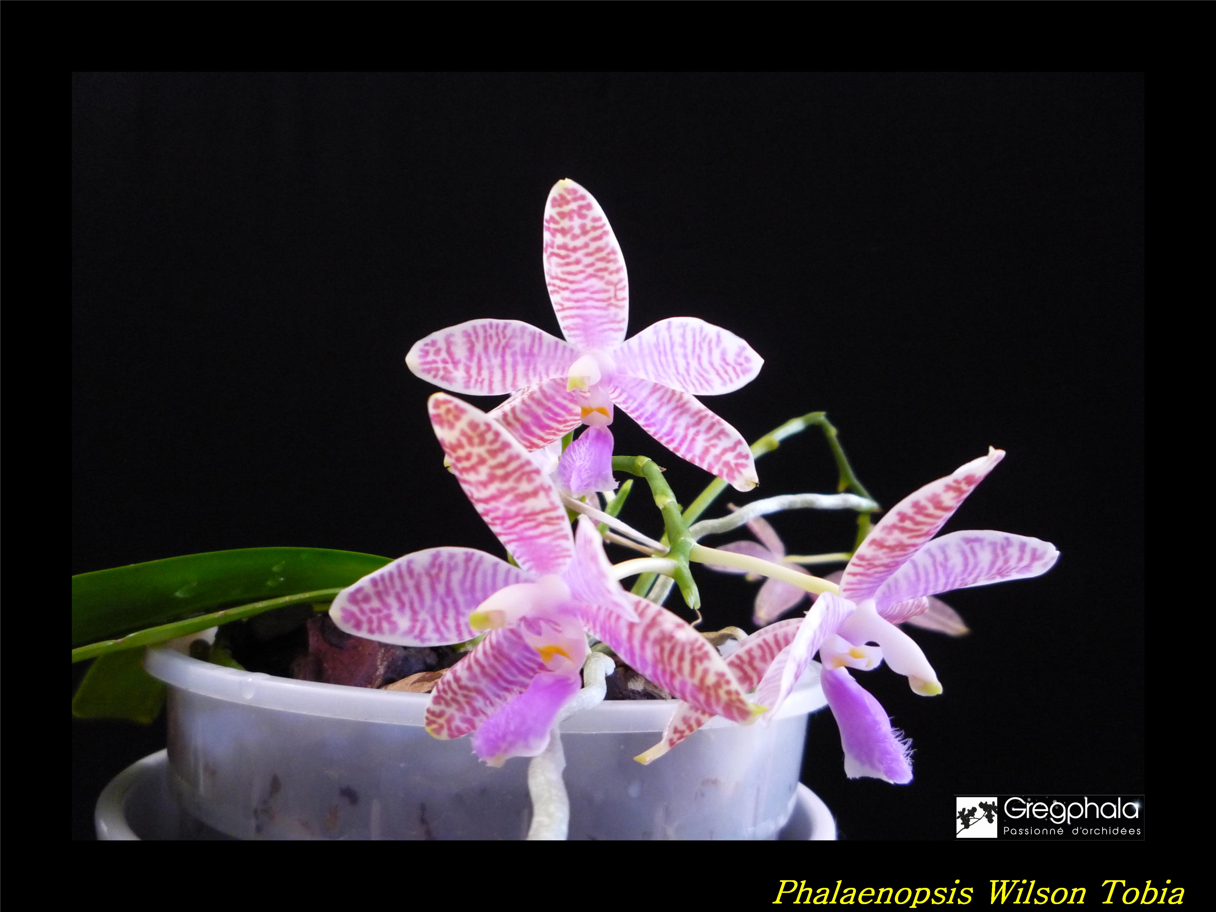 Phalaenopsis lueddemanniana Selection 17031003071217991314908168