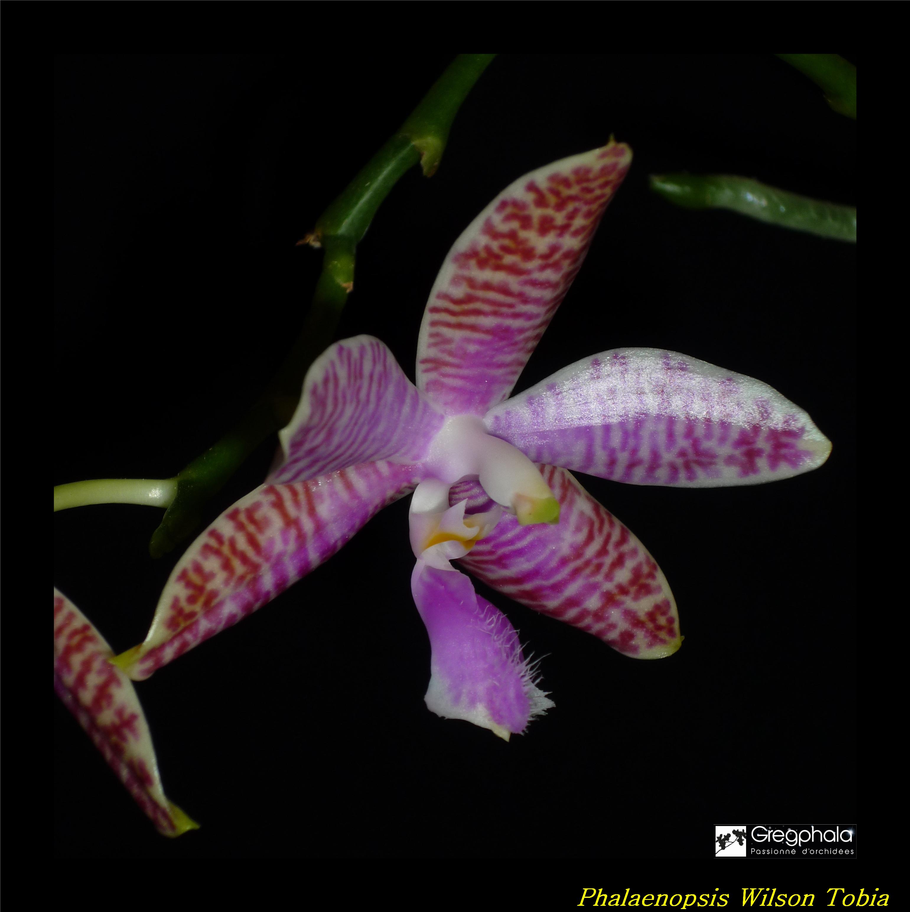 Phalaenopsis lueddemanniana Selection 17031003071917991314908169