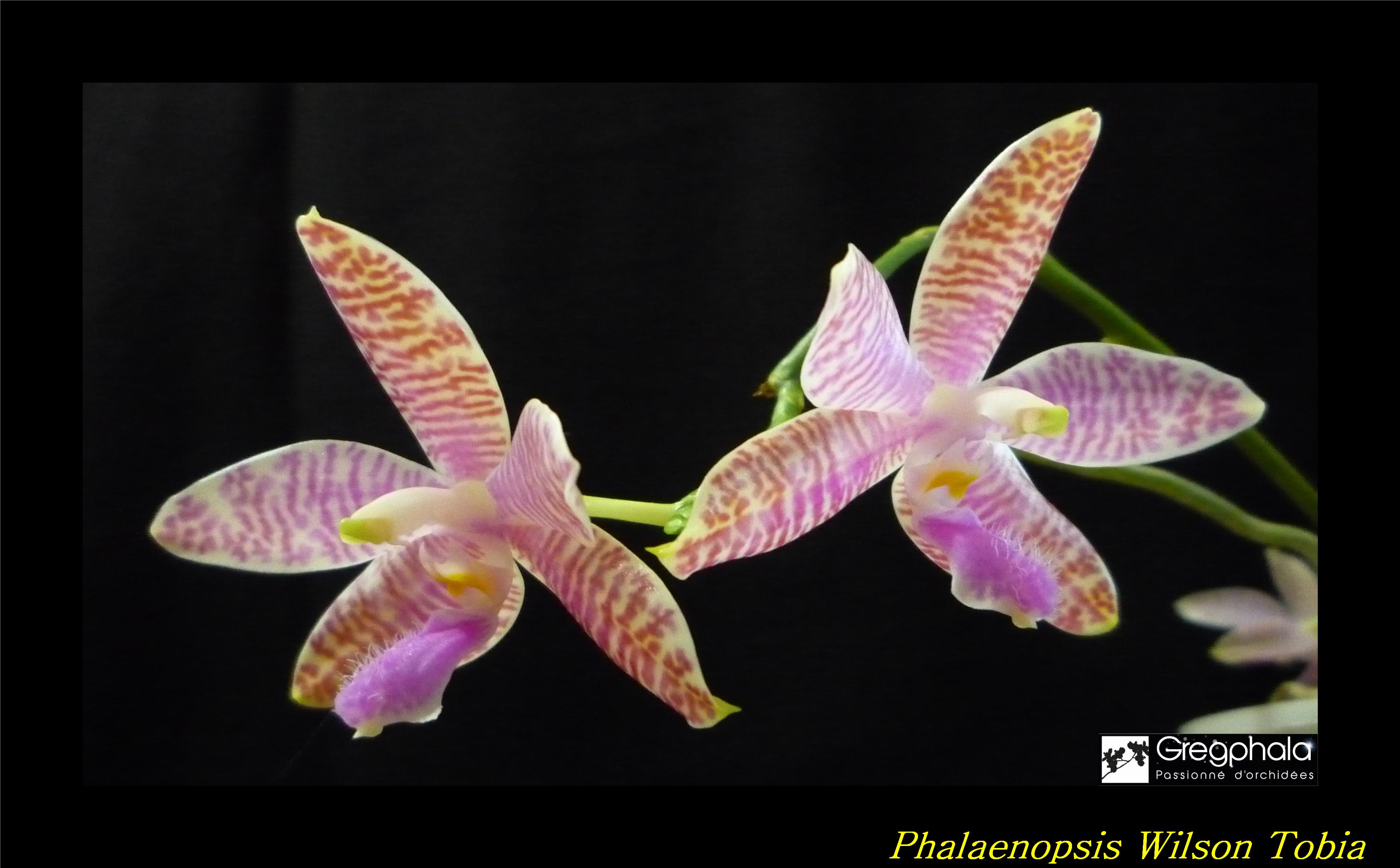 Phalaenopsis lueddemanniana Selection 17031003072817991314908170
