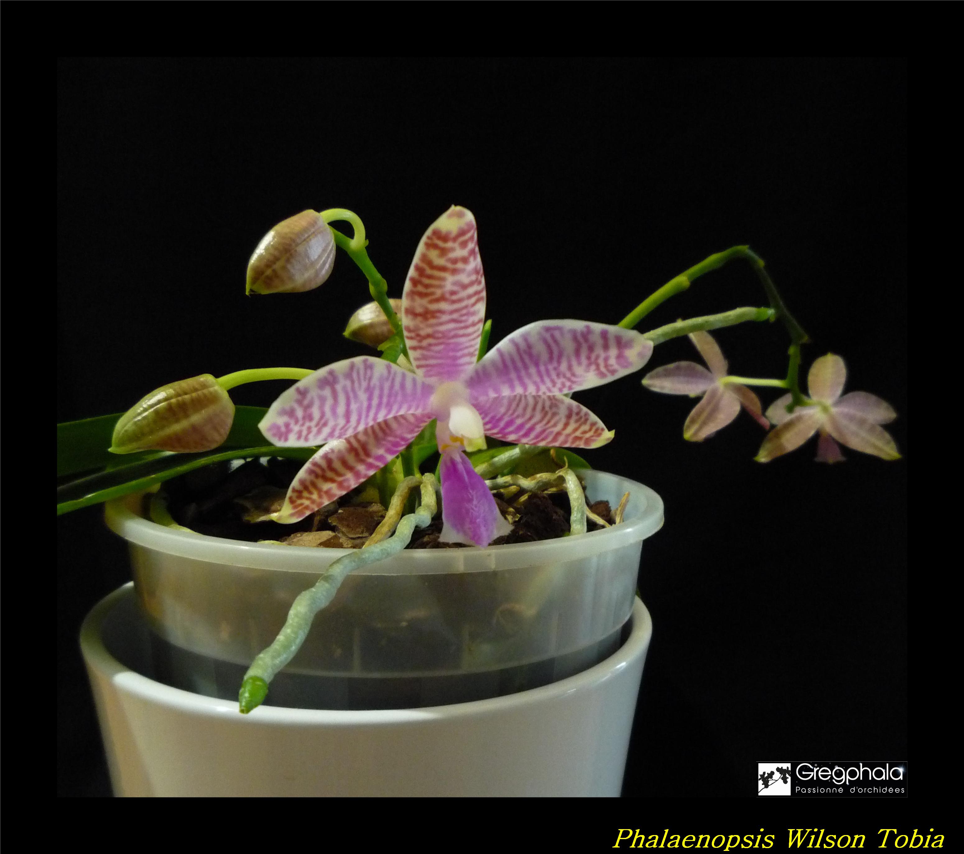 Phalaenopsis lueddemanniana Selection 17031003073517991314908171