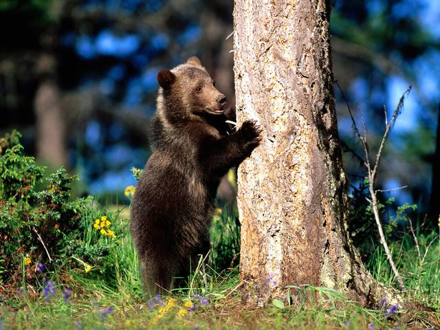 ours_arbre ours_arbre