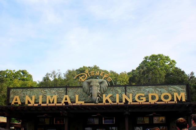 003 - Animal Kingdom, entrée 011