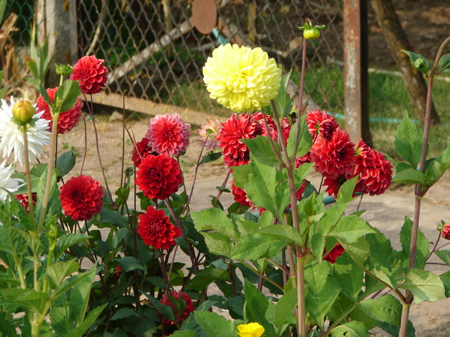 DSC00011 DSC00011