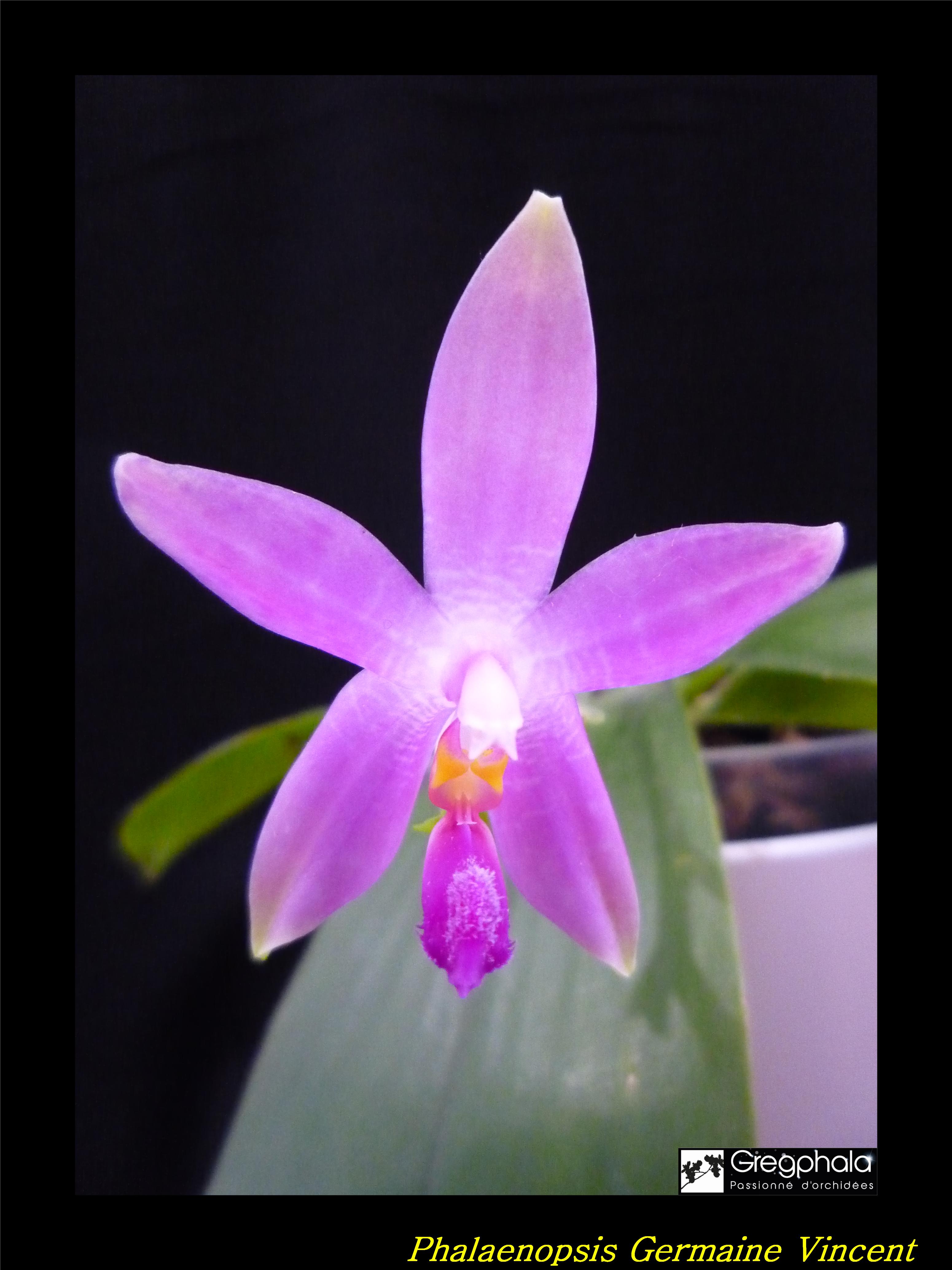 Phalaenopsis Germaine Vincent (speciosa x violacea 'Dark Red Wu') 17032303344717991314940276