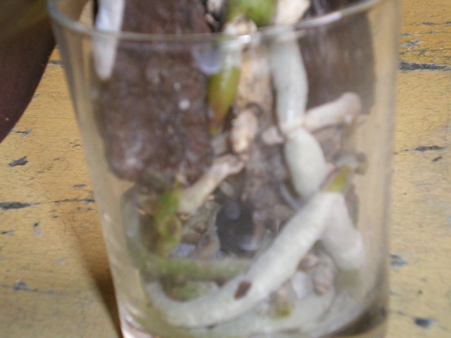 vase verre - Culture Phalaenopsis et autres orchidées en pot de verre - Page 5 17032705570820151714948026