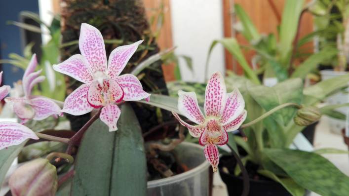 Phalaenopsis Alyos 17040411213015993614963206