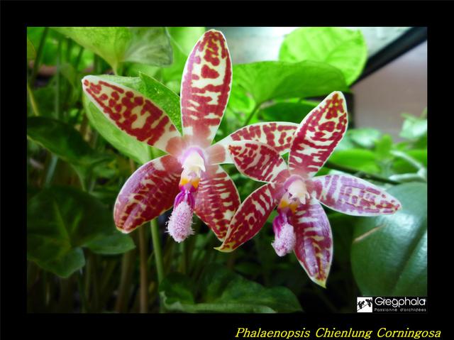 Phalaenopsis Chienlung Corningosa 17040810185517991314971999