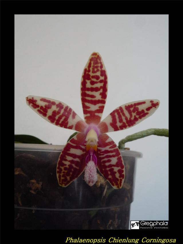 Phalaenopsis Chienlung Corningosa 17040810190817991314972000