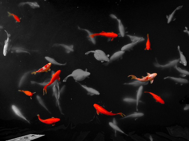 poissons_rouges