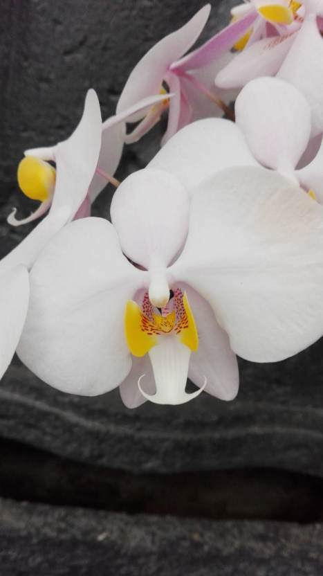Phalaenopsis philippinensis 17041110252415993614975800