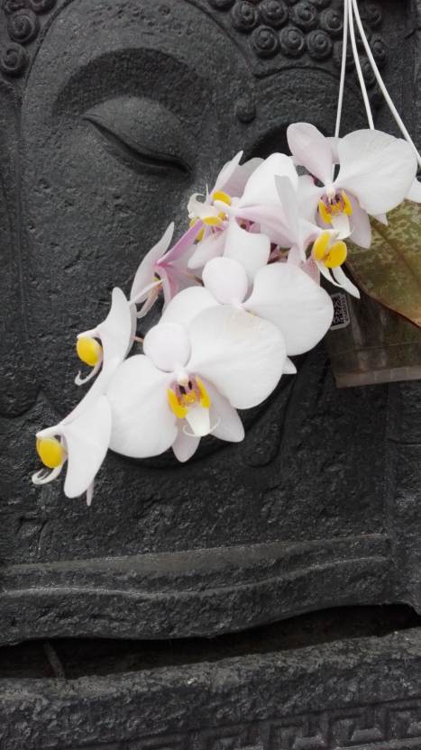 Phalaenopsis philippinensis 17041110252615993614975801