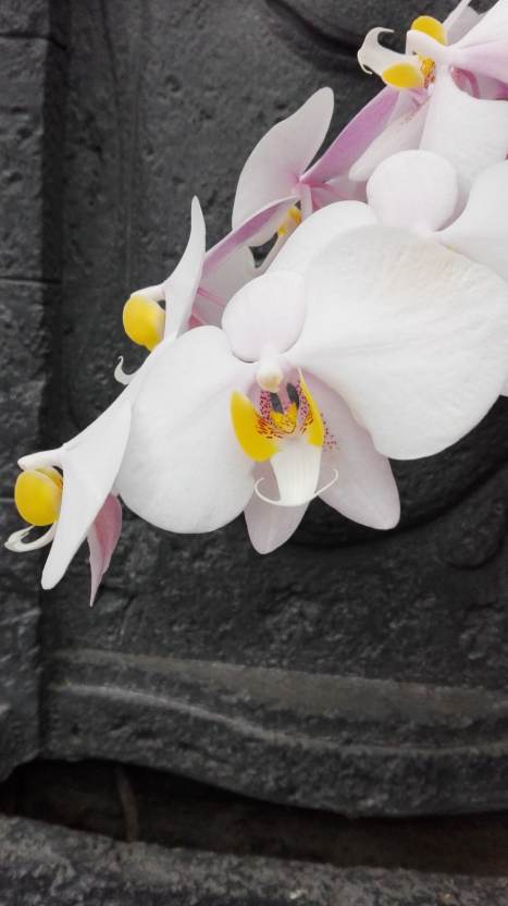 Phalaenopsis philippinensis 17041110252715993614975802
