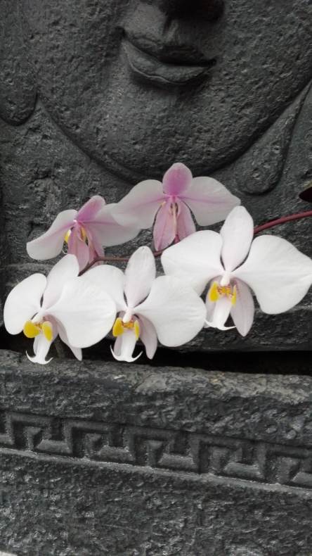 Phalaenopsis philippinensis 17041110323115993614975815