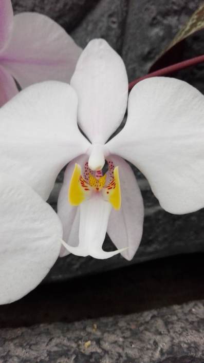 Phalaenopsis philippinensis 17041110323115993614975816