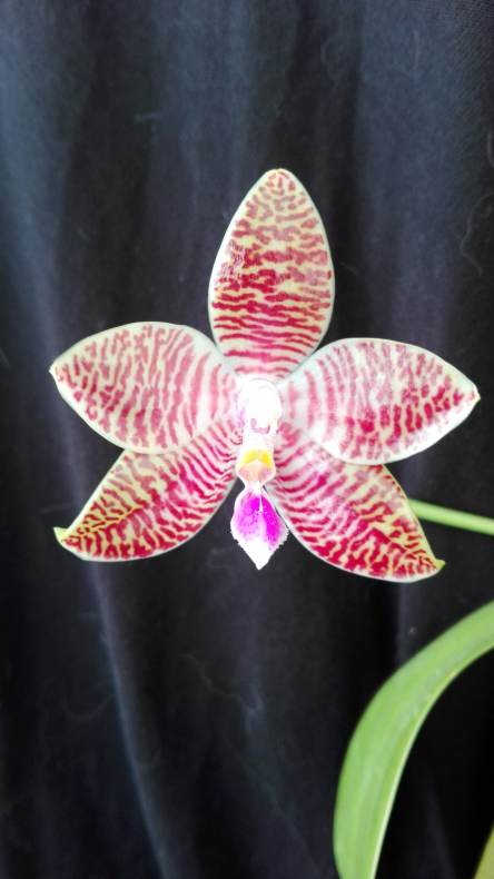 Phalaenopsis Ambomanianna 17041711452215993614985806
