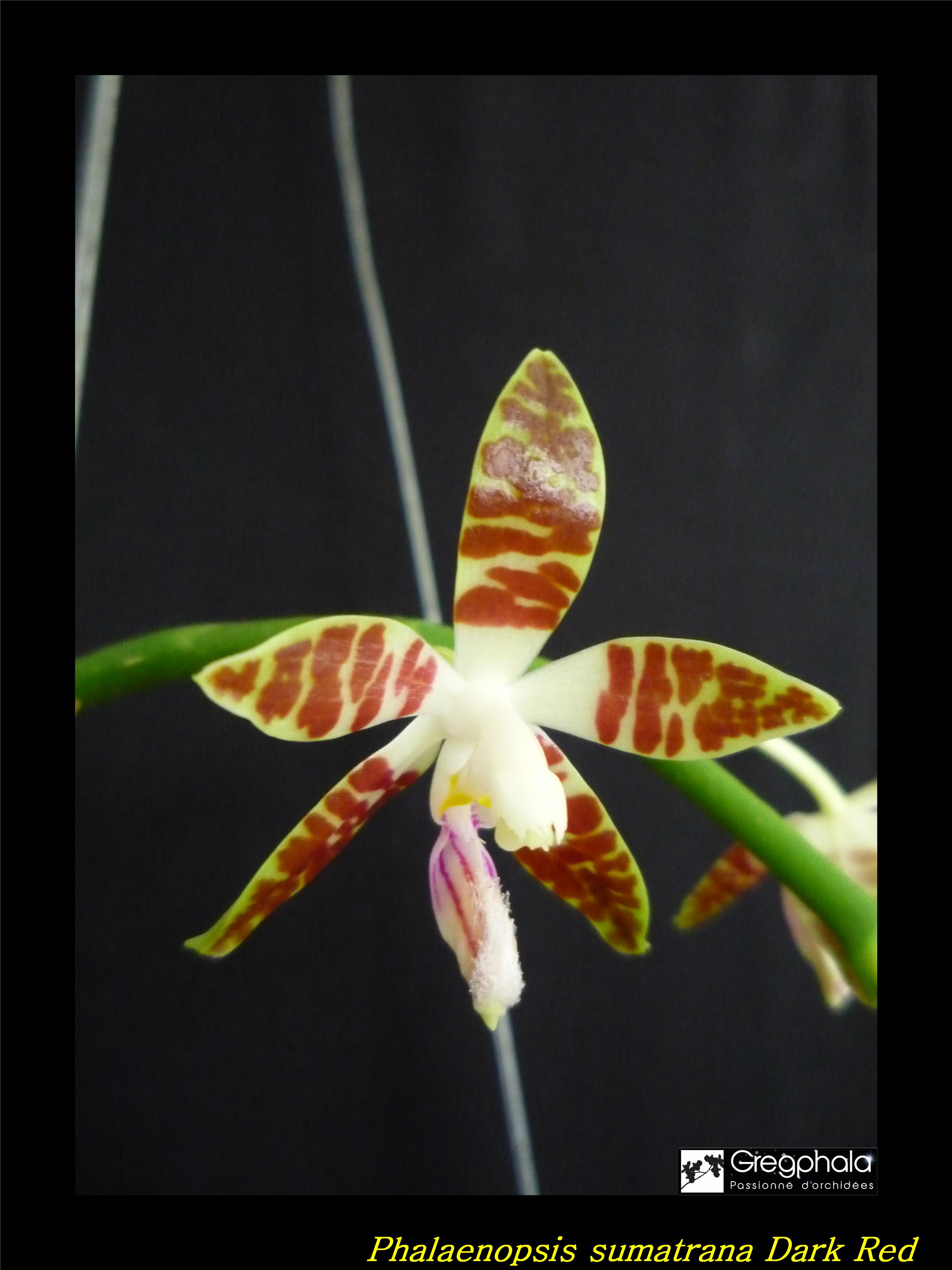Phalaenopsis sumatrana 17041907241117991314990173