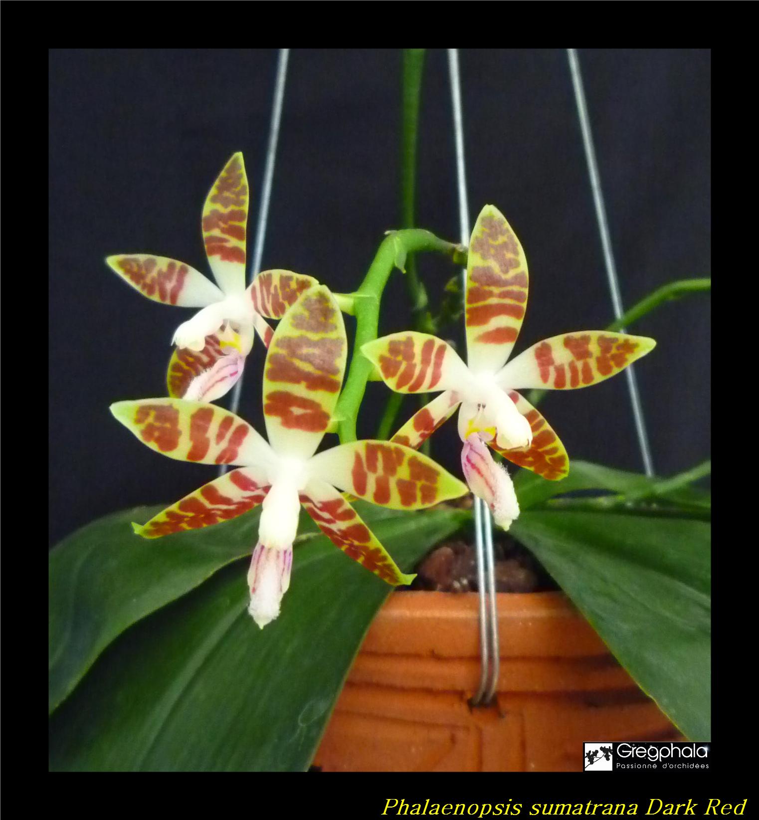 Phalaenopsis sumatrana 17041907241517991314990174
