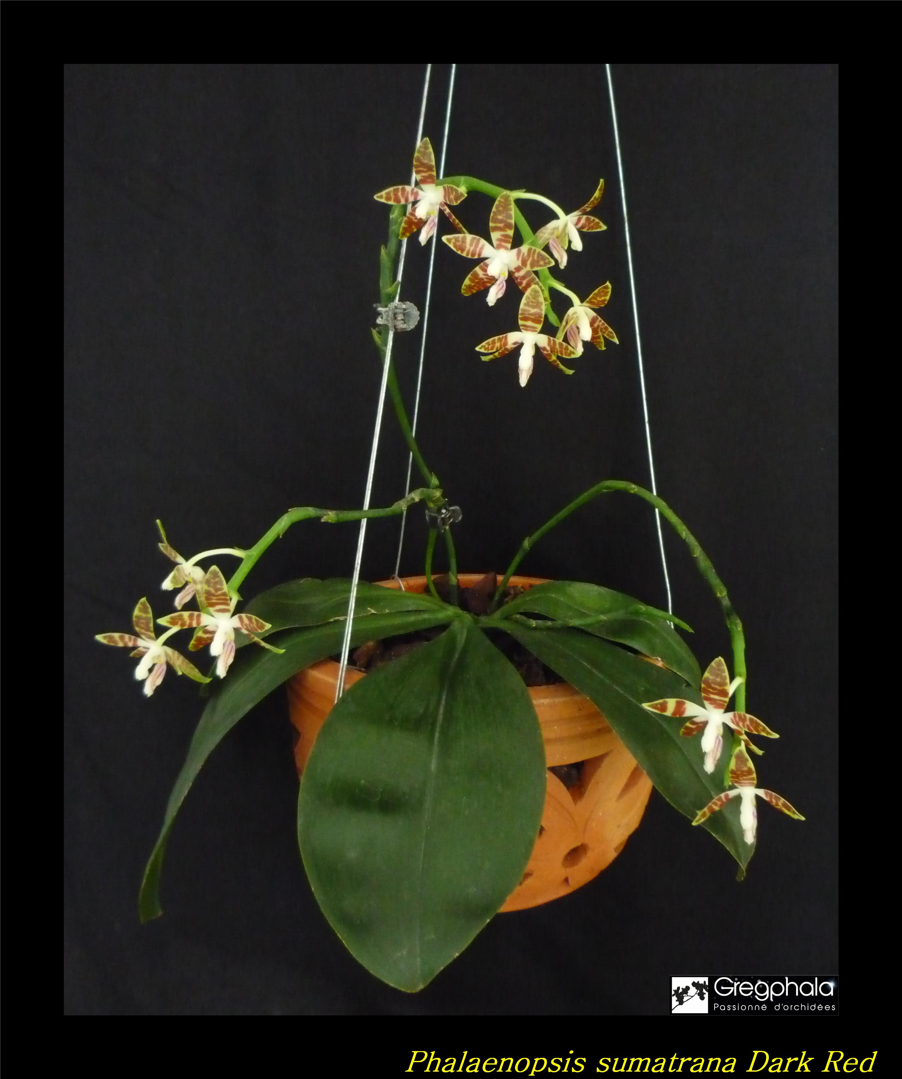 Phalaenopsis sumatrana 17041907242317991314990175