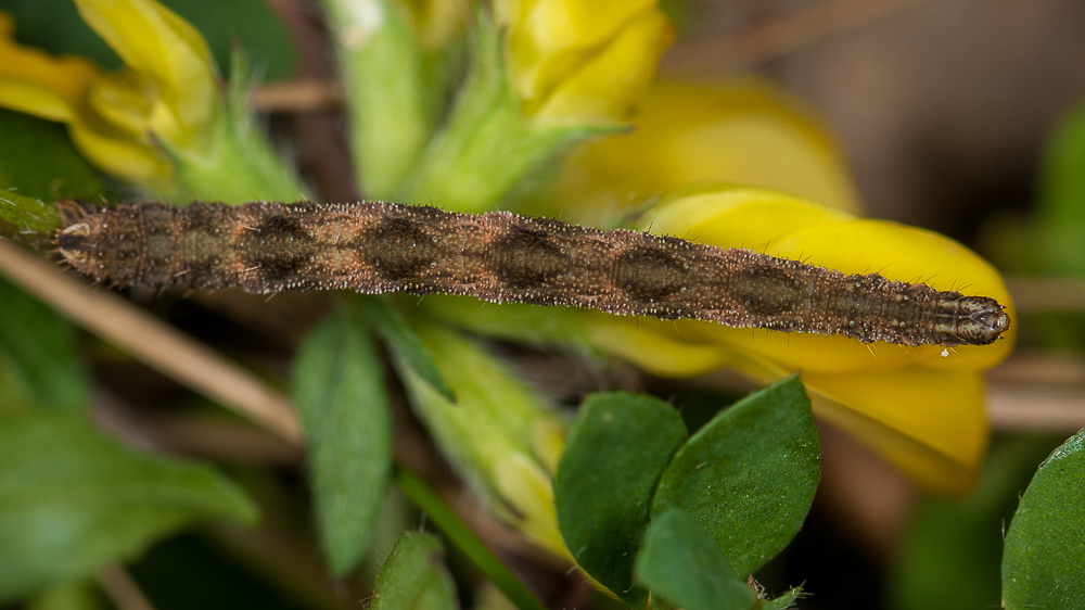 eupithecia - Eupithecia subfuscata? 1704250647413187615000020