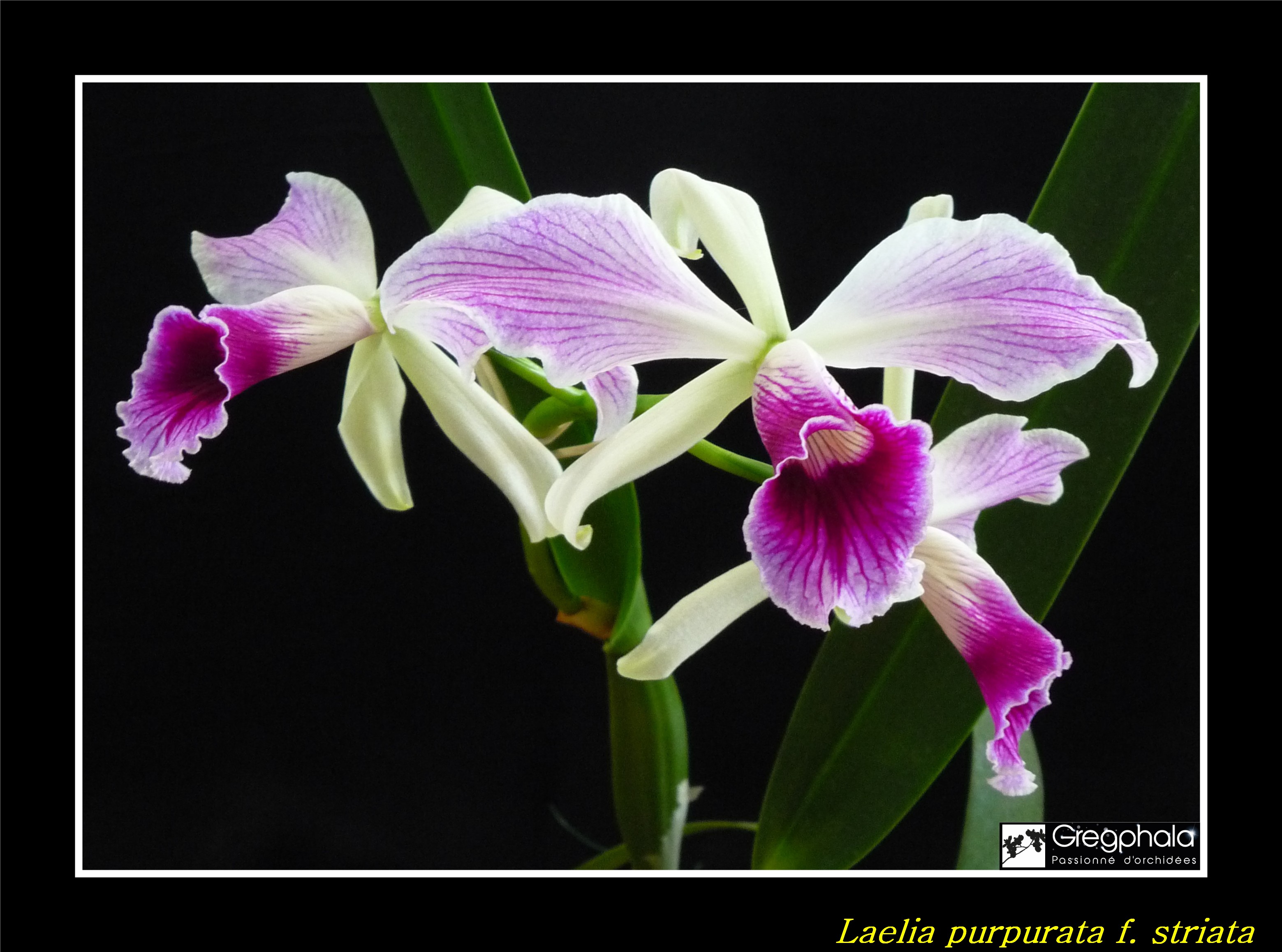 Cattleya (Laelia) purpurata f. striata 17043002300717991315009041