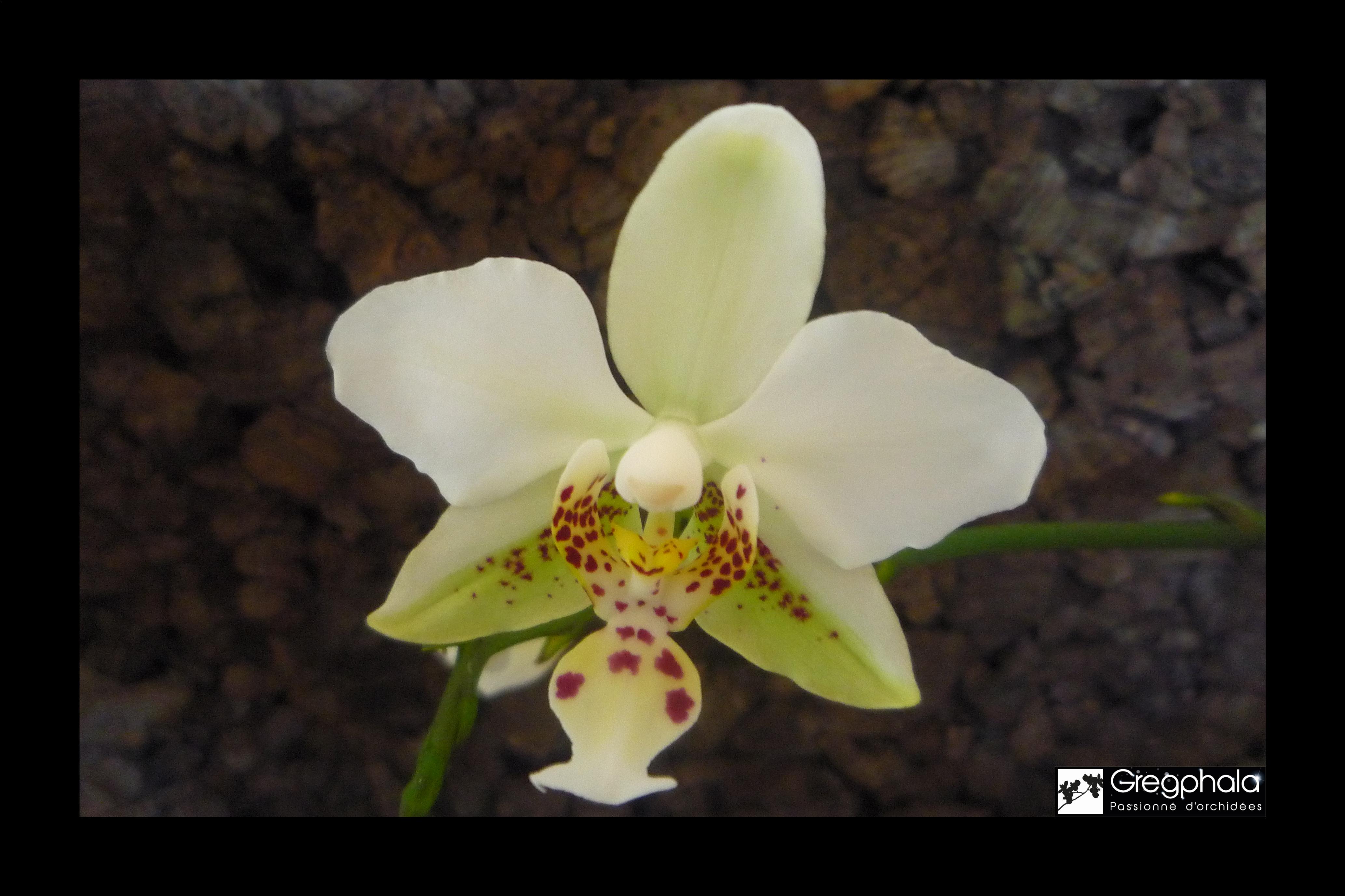 Phalaenopsis stuartiana (acheté comme var. nobilis) - Page 2 17050412285017991315019029