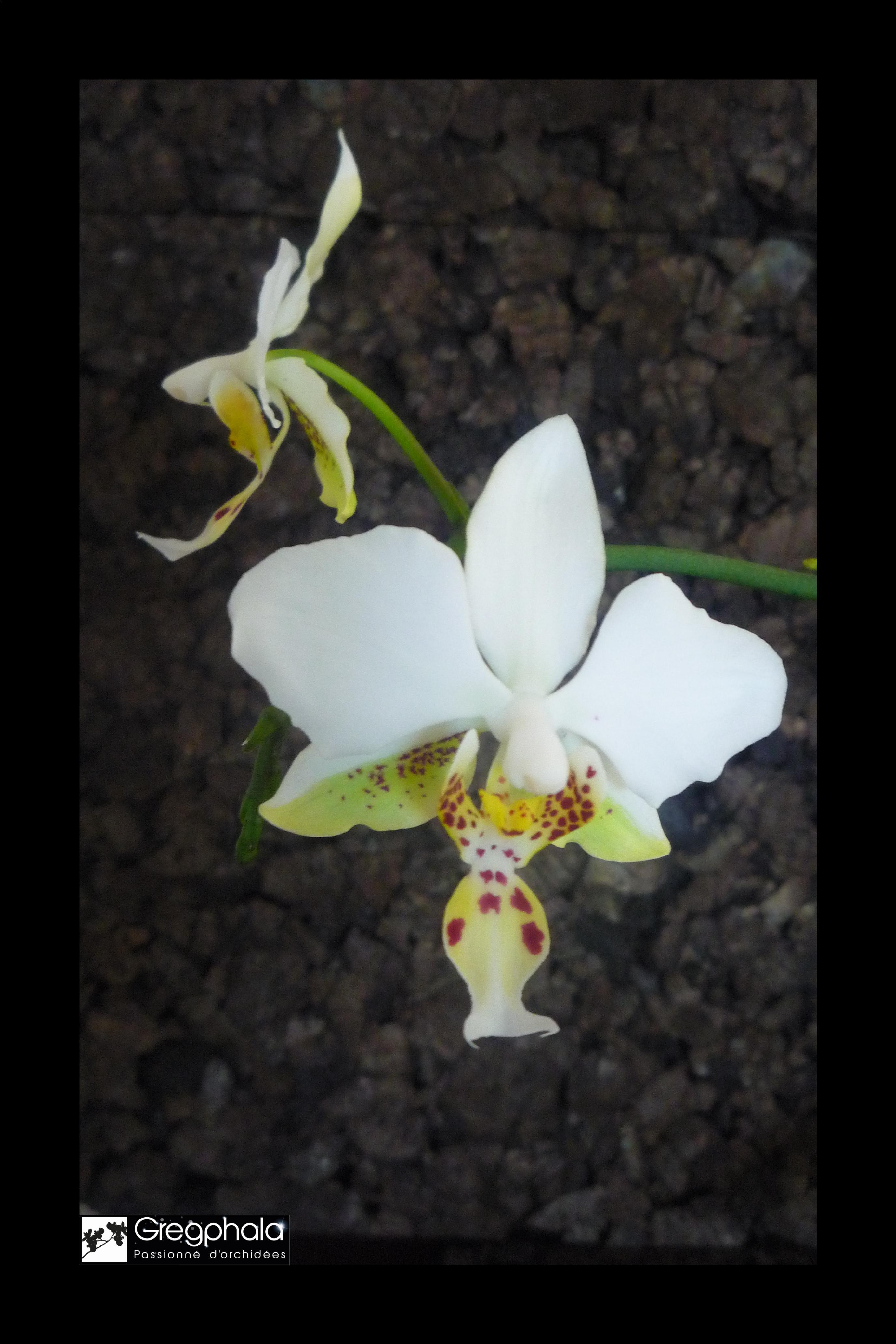 Phalaenopsis stuartiana (acheté comme var. nobilis) - Page 2 17050412290217991315019030