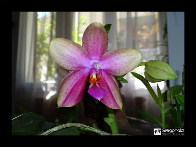 Phalaenopsis Sweet Memory 17050709272317991315025331