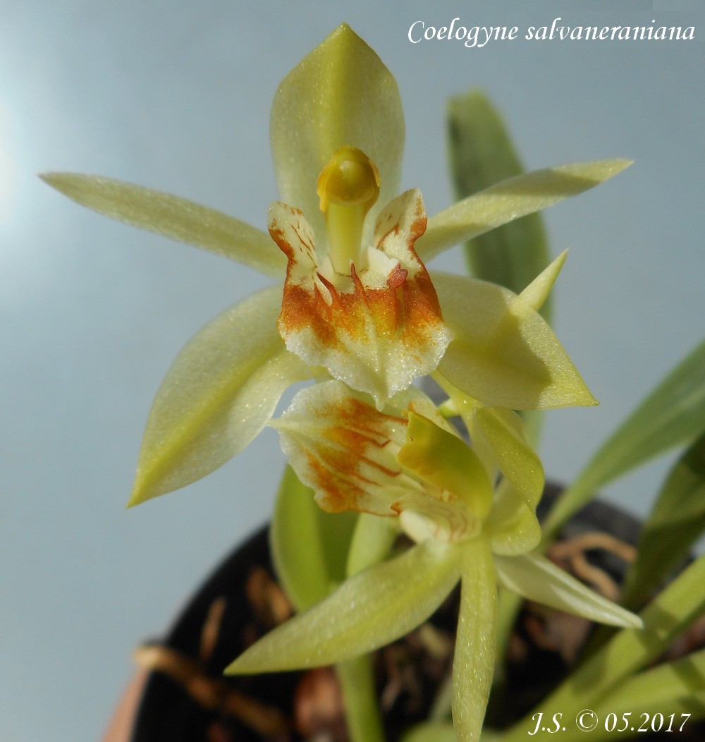 Coelogyne salvaneraniana 17051011562811420015031503